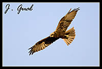 Aguilucho_Lagunero.jpg