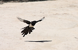 Al_vuelo4.jpg