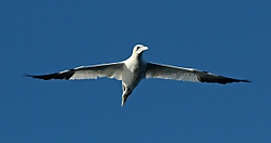 Alcatraz_canon.jpg