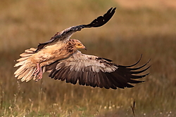 Alimoche-0K4A7553.jpg