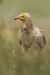 Alimoche-0K4A8342.jpg