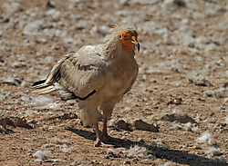 Alimoche-9783.JPG