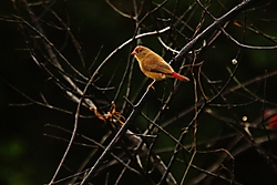 Amaranta3.jpg