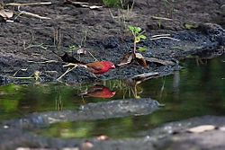 AmarantaCharco.jpg