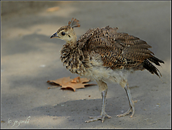 Aprendiz_de_Pavo-.jpg