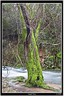 Arbol_colorido_2_version.jpg