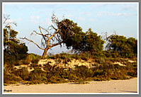 Arbol_moribundo.jpg