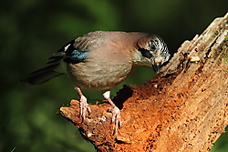Arrendajo-2362.JPG