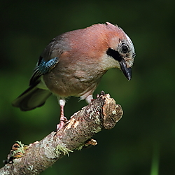 Arrendajo-2364d.JPG
