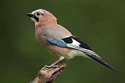 Arrendajo-3195.JPG