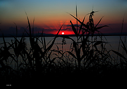 Atardecer_Albufera_03.jpg