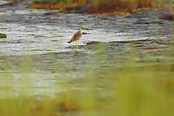 Avefria6.jpg