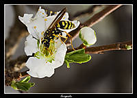 Avispada_4689.jpg