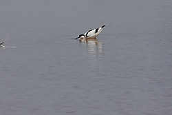 Avoceta7.jpg