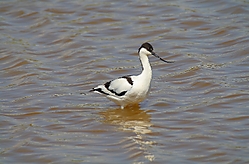 AvocetaF.JPG