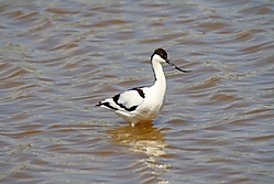 AvocetaForo.JPG