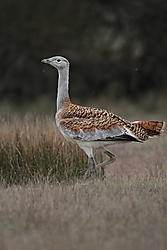 Avutarda-5729.JPG