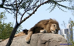BIOPARC_SEP2012_068.JPG