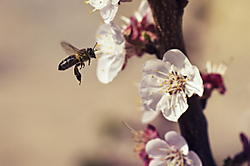 Bee_3.jpg