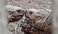 Beso-tortugas.jpg