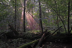 Bialowieza_National_Park.JPG