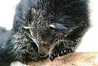 Binturong.JPG