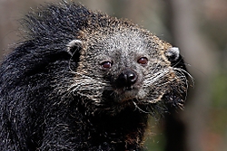 Binturong2.jpg