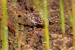 Boensis4.jpg