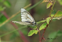 Borboleta.jpg