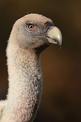 Buitre-Leonado-0K4A7170.JPG