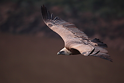 Buitre-leonado-3950b.JPG