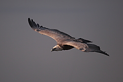Buitre-leonado-3991.JPG