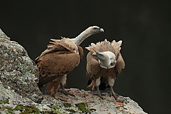 Buitre_leonado-6233.JPG