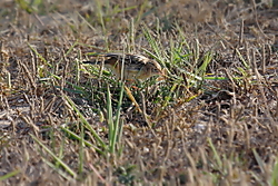 Buitron9.JPG
