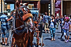 Caballo16.jpg