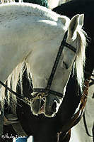 Caballo7.jpg