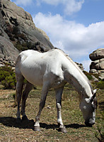 Caballo_en_la_pedriza.JPG