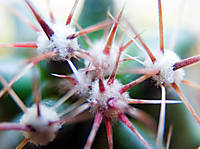 Cactus6.jpg