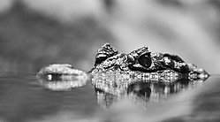 Caiman3.jpg