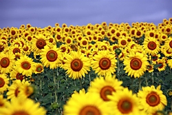 Campo_Girasoles.jpg