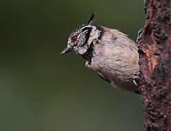 Capuchino-0617.jpg