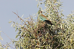 Carraca21.jpg