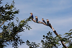 Carracas.jpg