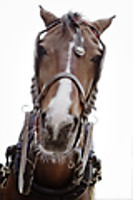 Cavall.jpg