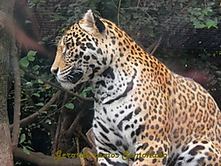Chapultepec-11.JPG