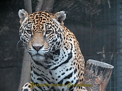 Chapultepec-8.JPG