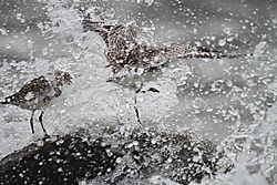 Chorlito_Gris-6421.JPG