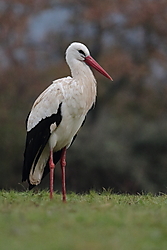 Cigue_a-0855.JPG