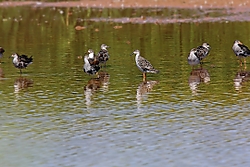 Combatientes4.jpg