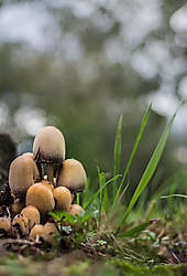 Coprinus_0019.jpg
